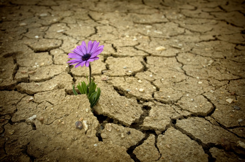 Eine blühende Blume in einem ausgetrockneten Wüstenboden.