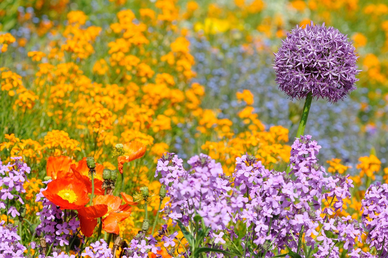 Verschiedene blühende Blumen in einem Beet.