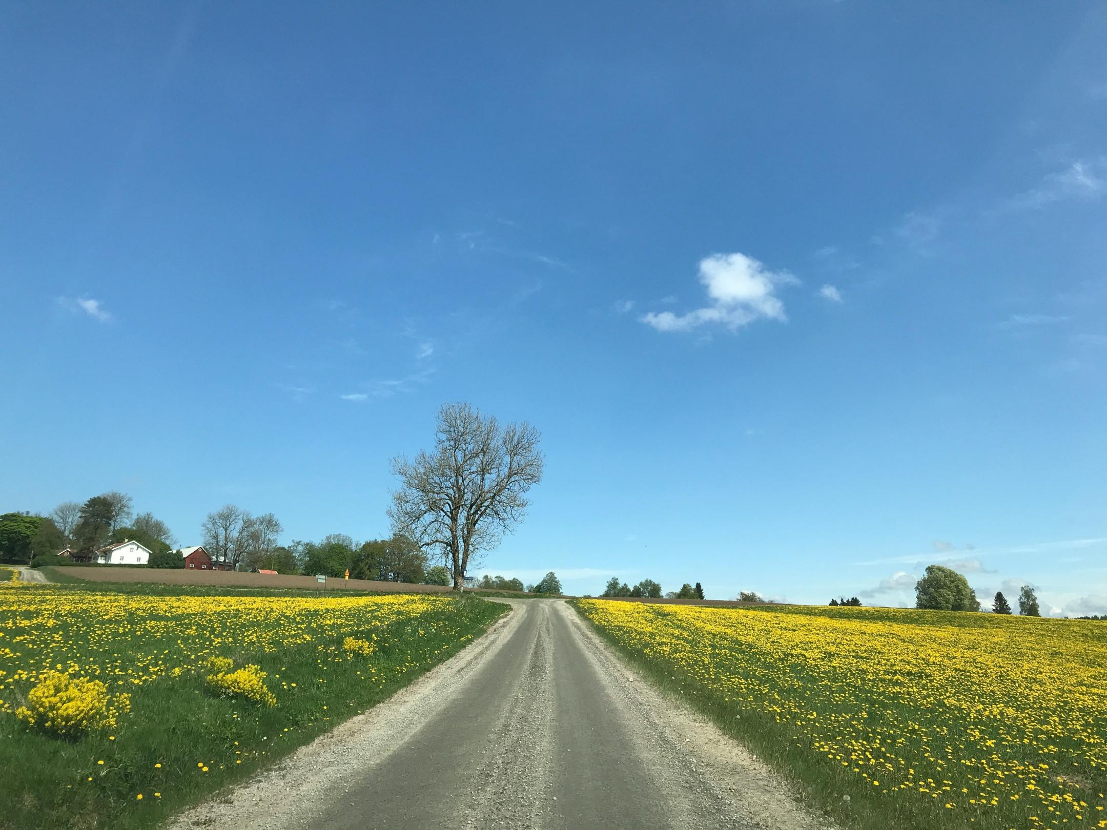Foto einer unbefahrenen Landstraße, links und rechts grüne Feldflächen, am Horizont ein paar Bäume und ländliche Häuschen