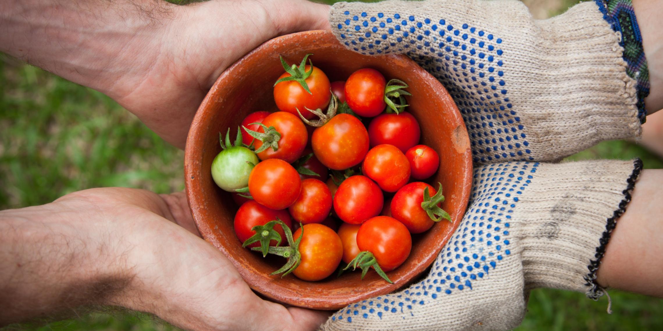 Tomaten