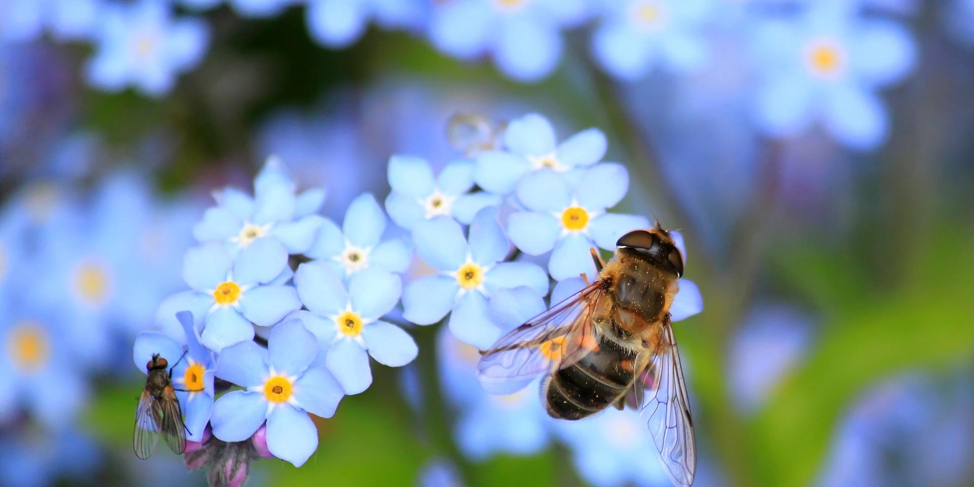Biene an Blume